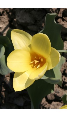 YELLOW EMPEROR